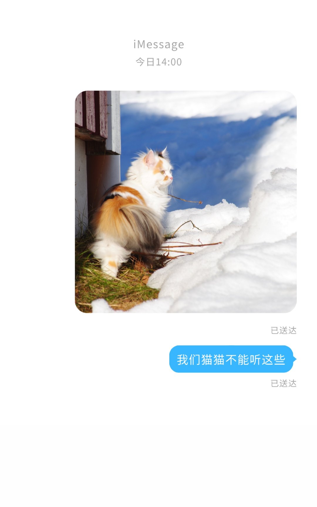 十大最漂亮的猫